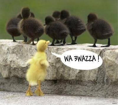 WA 3WAZZAAAAAAAAAAAA!!!!!